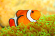 The Clownfish (Amphiprion ocellaris).