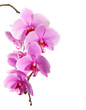 pink orchid isolated on white background