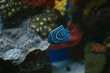 red sea fish with corals