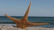 Video: Estrella de mar en la playa Estrella de mar en la playa