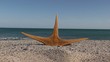 Video: Estrella de mar en la playa Estrella de mar en la playa