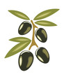 Stylized olives symbol isolated on a white background