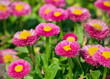 bellis perennis