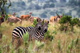 Akagera National Park in Rwanda - Fine Art prints