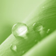 water drop on green petals