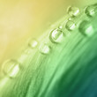 green flower petals with water drops