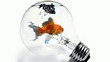 Goldfish in a Bulb HD Loop
