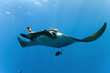 Manta on the blue background Manta on the blue background