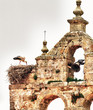 Stork over nest Stork over nest