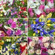 six different nice flower bouquet set background