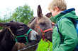 Foto: boy is playing with donkey boy is playing with donkey
