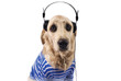Cane deejay