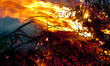 fire in the woods 01
