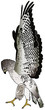 Bussard