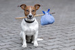 dog with a bag on a stick