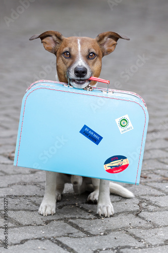 Foto: Dog with luggage Dog with luggage