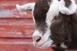 Goat Baby