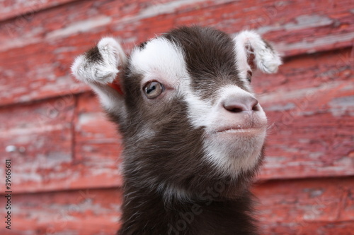 Photo: Goat Baby Goat Baby