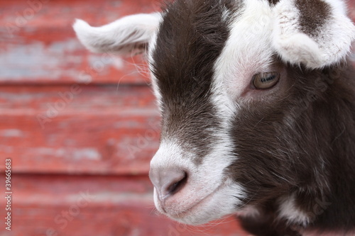 Photo: Goat Baby Goat Baby