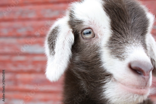Photo: Goat Kid Goat Kid