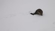 Video: Cat walks in the snow Cat walks in the snow