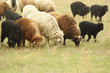 Sheeps on a meadow