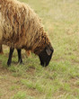Sheeps on a meadow