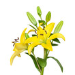 Photo: Yellow lily flower Yellow lily flower