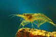 shrimp