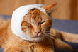 cat ear ache with bandage cat ear ache with bandage