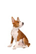 Little Basenji puppy, brindle colour, 2 month Little Basenji puppy, brindle colour, 2 month