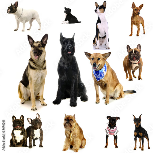 Photo: Different breeds of a dogs Different breeds of a dogs