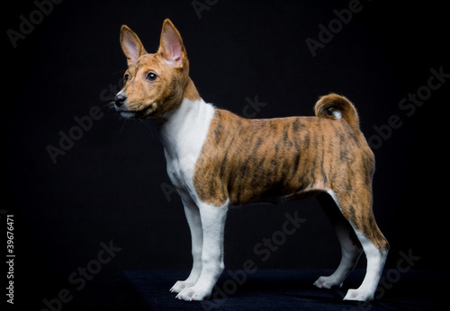 Black Basenji Puppies