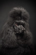 Black Royal poodle on the black background