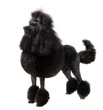Black Royal poodle on the white background