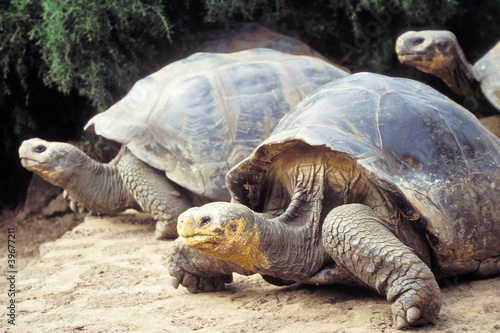 Photo: Giant tortoise, Galapagos Islands, Ecuador Giant tortoise, Galapagos Islands, Ecuador