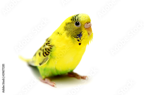Photo: Budgie female on the white background Budgie female on the white background