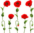 Set from red poppies on the white background