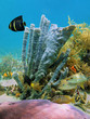 Seafloor