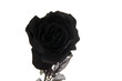 Foto: schwarze Rose schwarze Rose