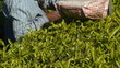 Female tea-pickers in Munnar, India