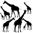 set of fine giraffes silhouettes
