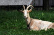 goat on the grass
