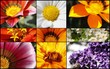 Blumencollage_Details 2012, schwarz