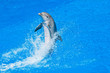 dolphin