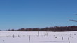 Panorama shoot of winter swamp