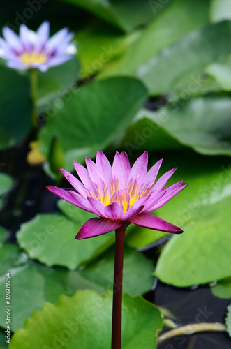 Photo: purple water lily in water,Thailand purple water lily in water,Thailand