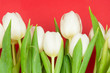 white tulips