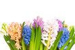 hyacinth