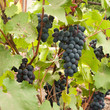 grapes